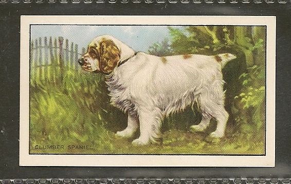 Rare 1936 Dog Art Gallaher A Series Full Body Cigarette Card Clumber Spaniel