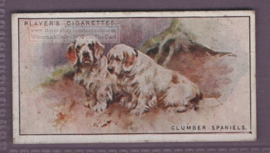 Clumber Spaniel Dog Canine Pet 1920s Ad Trade Card