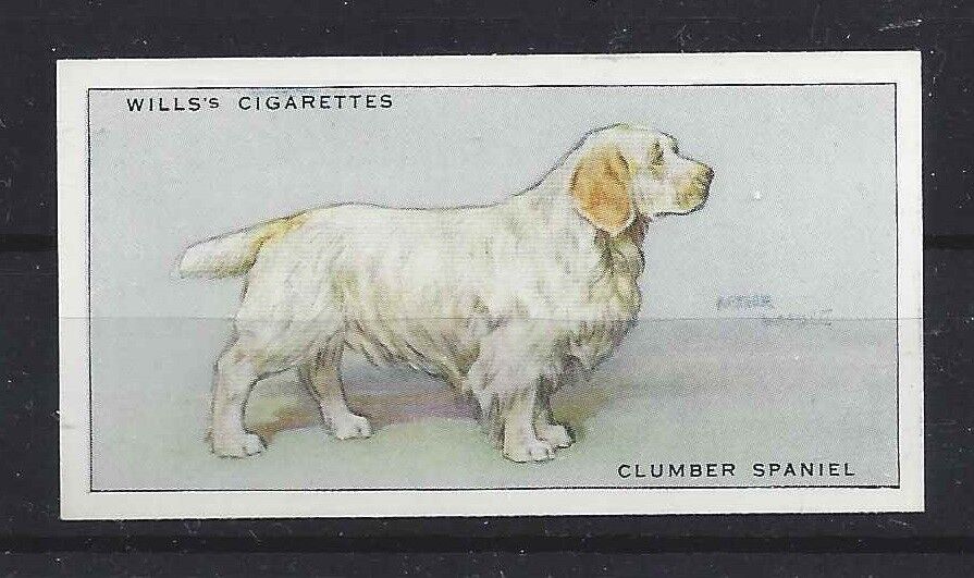 1937 Uk Arthur Wardle Dog Art Body Study Wills Cigarette Card Clumber Spaniel