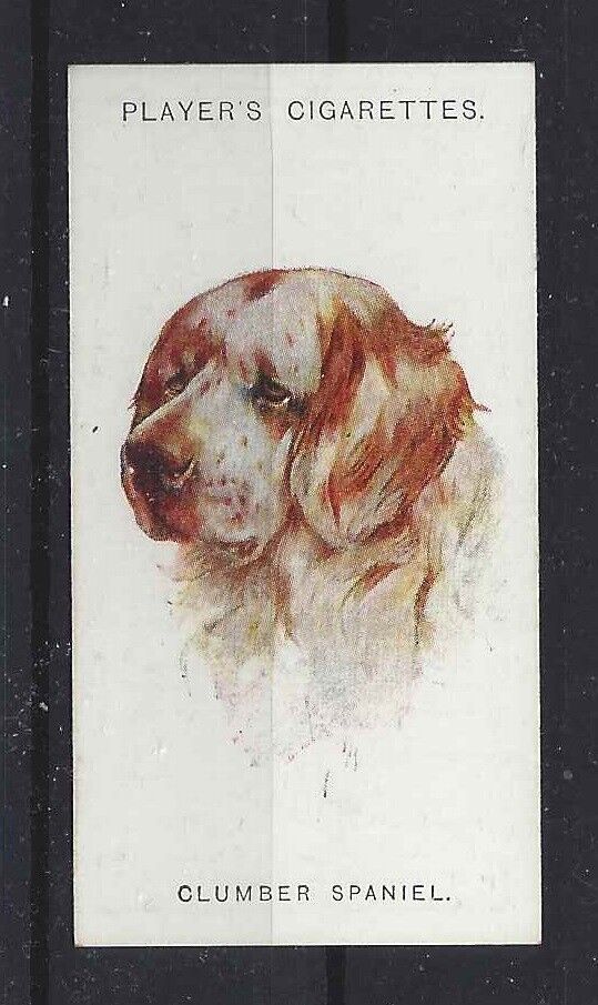 1929 Uk Arthur Wardle Art Dog Portrait Player Cigarette Card Clumber Spaniel